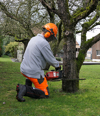 Rund ums Haus - Rückschnitt / Fällen Rund ums Haus - Rückschnitt / Fällen